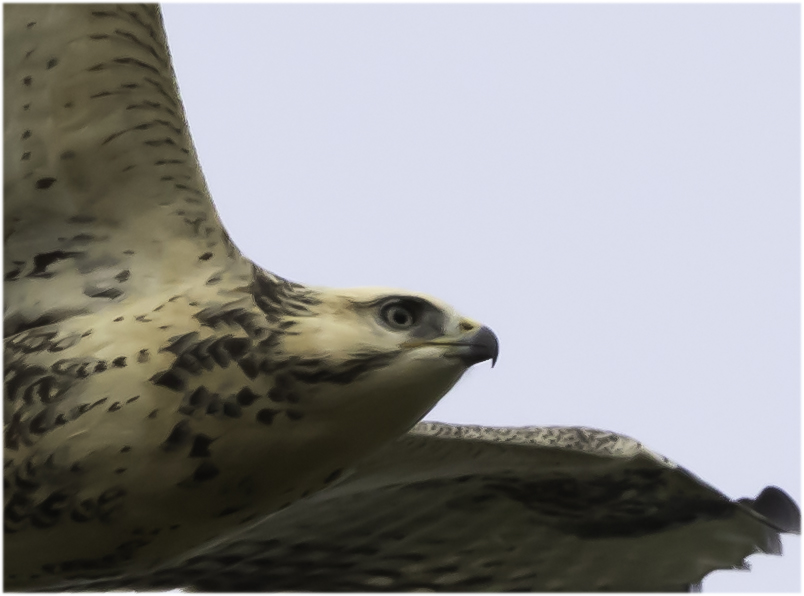 archmaca's tweet image. Marsh Harrier I think

#NaturePhotography #naturelovers #birding #birdphotography #TwitterNatureCommunity #BirdWatching #BirdsSeenIn2024