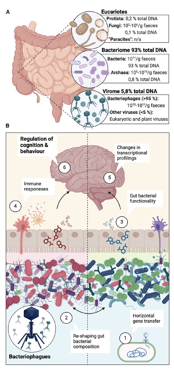 Eric Topol (@erictopol) on Twitter photo A series of impressive papers <a href="/cellhostmicrobe/">Cell Host & Microbe</a> on the role of the gut microbiome in health and disease. Will just highlight 3 here
1. Impact on cognition
cell.com/cell-host-micr⦠A series of impressive papers <a href="/cellhostmicrobe/">Cell Host & Microbe</a> on the role of the gut microbiome in health and disease. Will just highlight 3 here
1. Impact on cognition
cell.com/cell-host-micrā¦