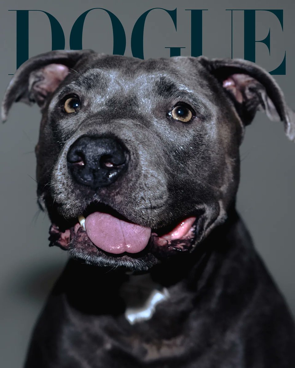 QGBillieEilish's tweet photo. DIVO! Shark, cachorro de Billie Eilish, é capa da "DOGUE", edição especial da VOGUE. 🐶❤️‍🩹 https://t.co/jqNyU0NDX6