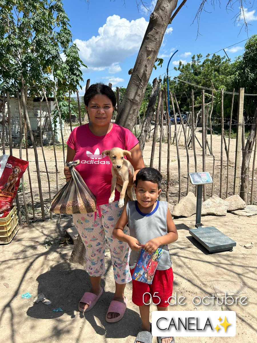 Maullidosyladr1's tweet photo. 05 October, health day 🙏🙌✨.
Over here, we have the beautiful PRINCESA & SKAY/ CANELA🤍
Both getting rid of fleas, ticks and internal worms. Thanks to those who made it possible. 🎈
#05october #Princesa5O #Skay5O #Canela5O https://t.co/rIonPhnLH7