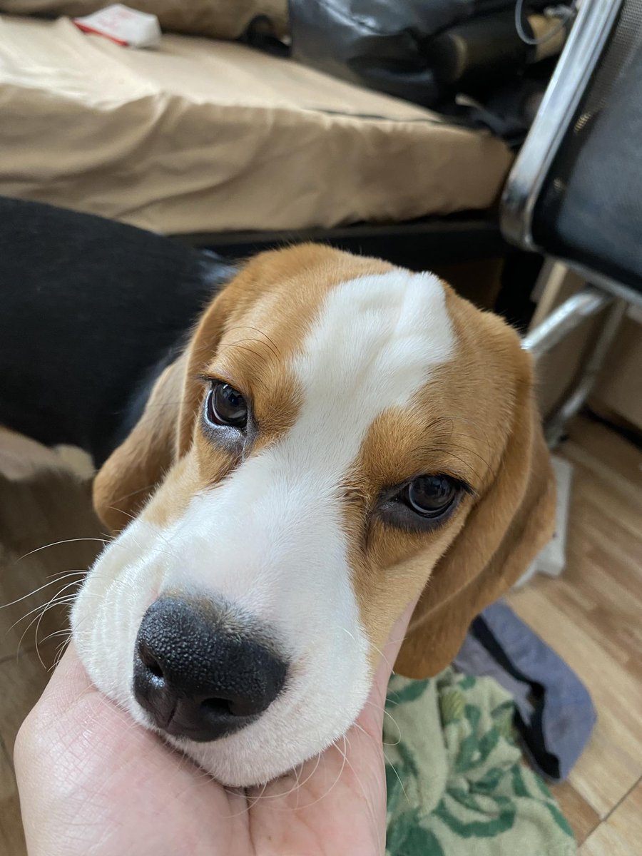 meetdarla's tweet photo. I plan on being a successful entrepreneur/writer just for my doggo.

Mommy will make you proud ❤️ https://t.co/3JW8ejj6cZ