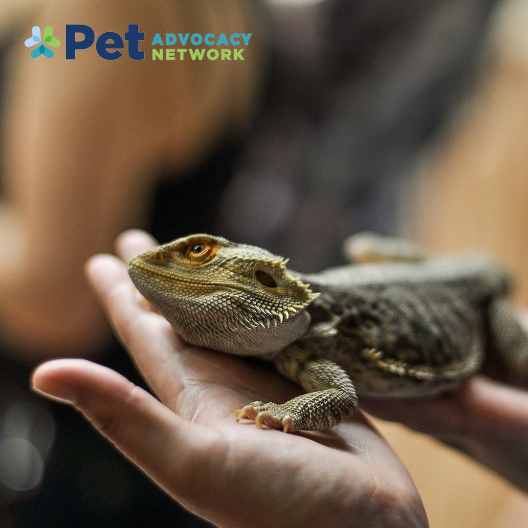 PetAdvocacy's tweet photo. 🦎 Lizards are essential to our ecosystems. 🌏 

On #WorldLizardDay, let's promote #environmental stewardship by protecting their #habitats. Responsible #petownership means caring for their natural world too! 🌿 

https://t.co/kMBd70K3mQ

#PetCare https://t.co/hnH34AmHQP