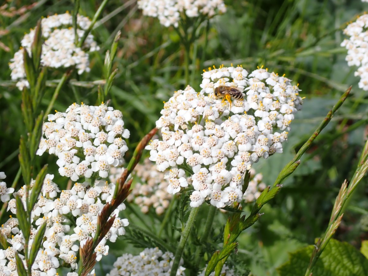 🐝 🌻🏊‍♀️🐕🐕 🪁Barbara Keating Beewilded tweet media