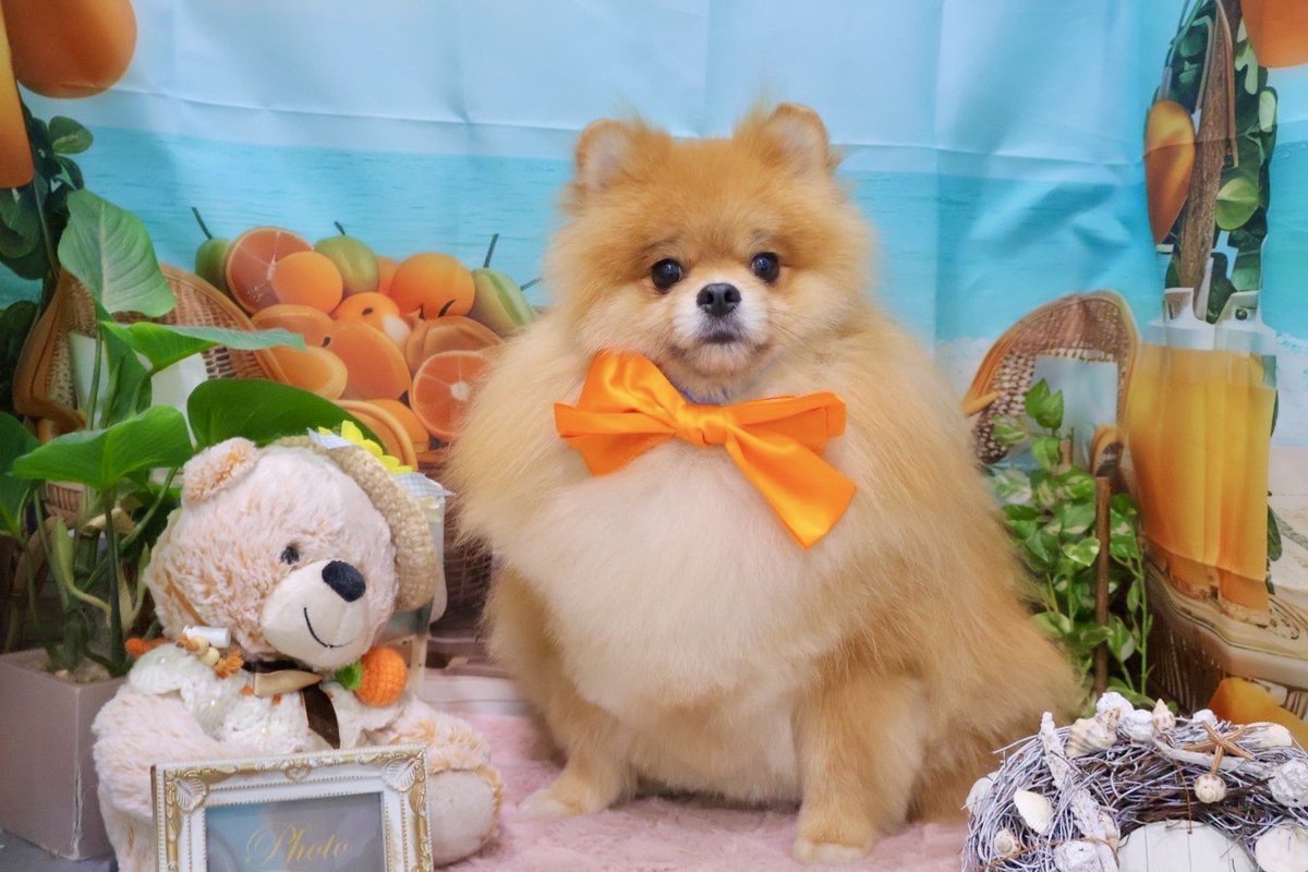 meimeidaisky's tweet photo. 今日はカラダメンテデー。
せっかくの映え写真が困り顔でドスコイになっちゃうめいめいさんだけども、キレイにトリミングしてもらって東京ばな奈になりました。
#pomeranian #ポメラニアン #ポメスタグラム #犬のいる暮らし #ポメラニアンが世界一可愛い #dog #ポメラニアンのいる暮らし https://t.co/8RHNDToHQU