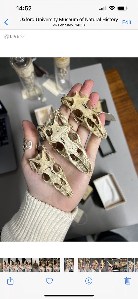 Grace Varnham tweet media