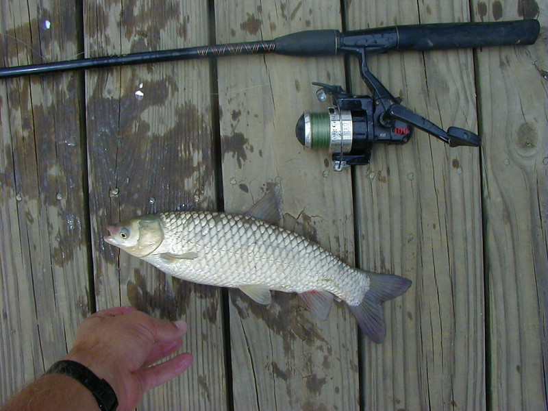 bestfishcare's tweet photo. Grass Carp Fishing Tips 🐟🌿
🌾🐟 Share your best Grass Carp fishing tips below! 👇 #FishingTips #GrassCarp #FishingLife #CatchAndRelease #CarpFishing #AnglerCommunity #fishingadventure #engler #fishing #carpfishing #newfish #usa #canada #uk #usafishing #world #for #foryou https://t.co/v78ZsnS2cO
