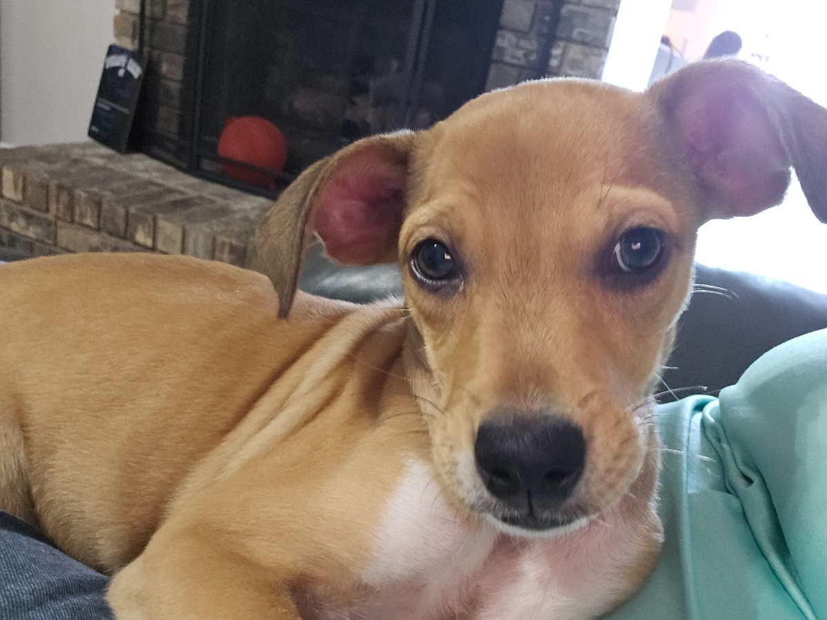 #adopt #PuppyLove #codysfriendsrescue #tawny #cuddles #ForeverHome 

facebook.com/share/p/zTwgVw…