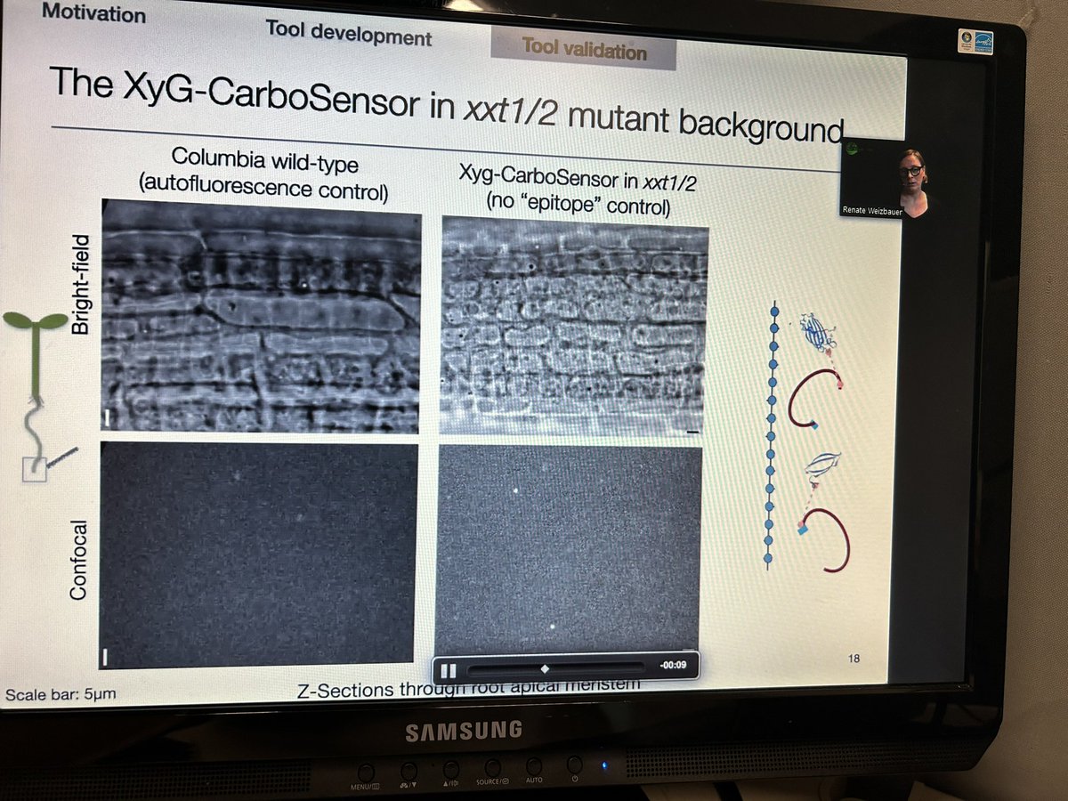 Wonderful talk: carbosensing on cell wall by <a href="/Renee_Weizbauer/">Renate Weizbauer</a> 
Many amazing talks ongoing in the 3rd Plant Cell Atlas Symposium <a href="/CellAtlas/">PlantCellAtlas.bsky.social</a> #cellwall