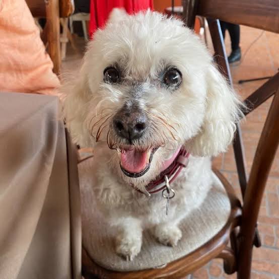 Dilo con perritos tweet media