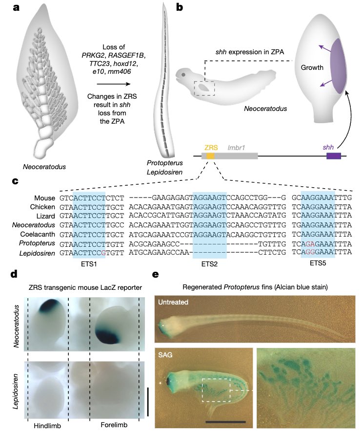 Loss of ETS sites in the ZRS enhancer of Shh has been linked to limb reduction in snakes. Here is another example of independent ETS site mutations in the ZRS linked to fin reduction in some lungfishes. Congrats to all authors of this tour de force study! nature.com/articles/s4158…