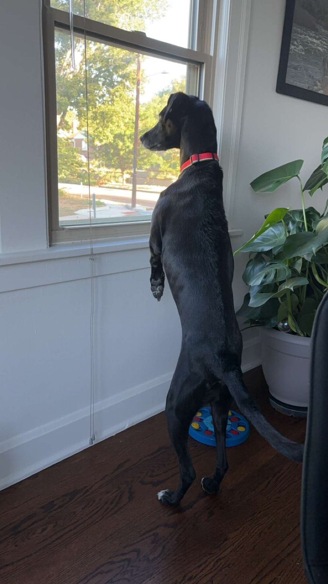 My home is starting to feel a bit too much like Animal Farm

Scout’s power and influence are ever growing