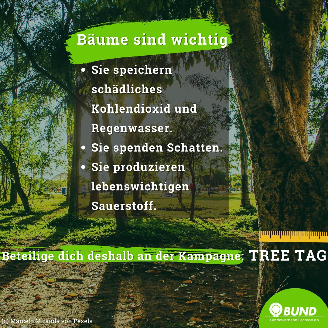 BundSachsen's tweet photo. Wertschätzung für #Bäume! Jetzt Mitmachen!

Die Kampagne beinhaltet besondere Bäume mit einem Plakat, dem sogenannten #TreeTag oder #Baum|pass zu versehen. Mehr Infos in der Onlinesprechstunde am 21.08. um 20 Uhr. Schaltet euch bei zoom dazu. #eutreetag https://t.co/BALCQkRvvt https://t.co/h0zB5TPZQw