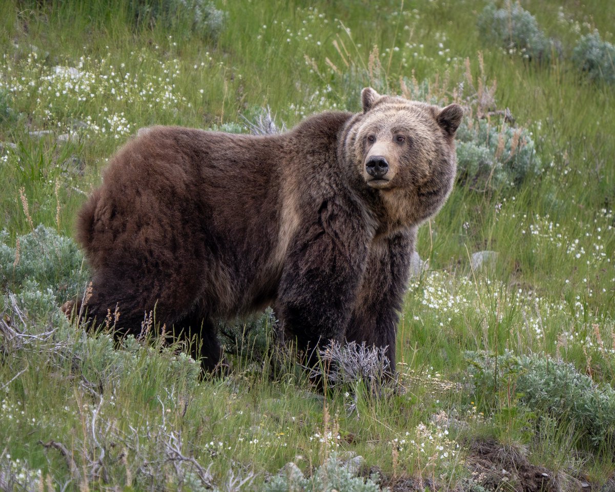 Out the hollows where the swallows nest.