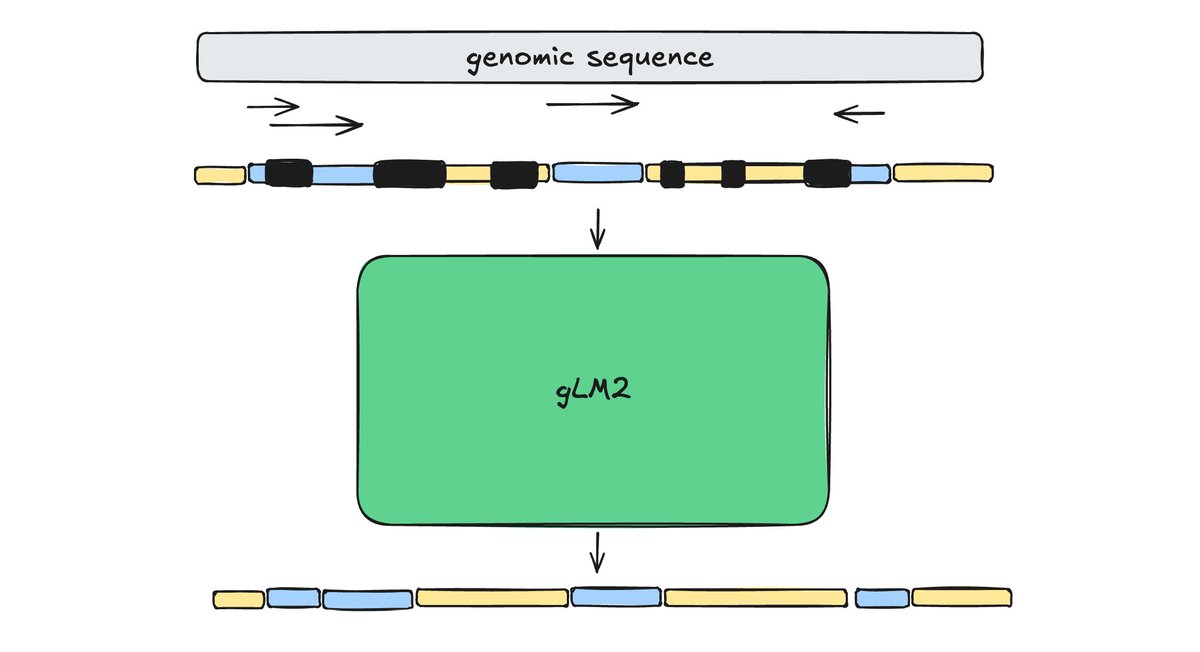 tatta_bio's tweet image. We are thrilled to make the OMG dataset and gLM2 models available for the research community! Check out our latest preprint at tatta.bio/omg (BioRxiv link coming soon)