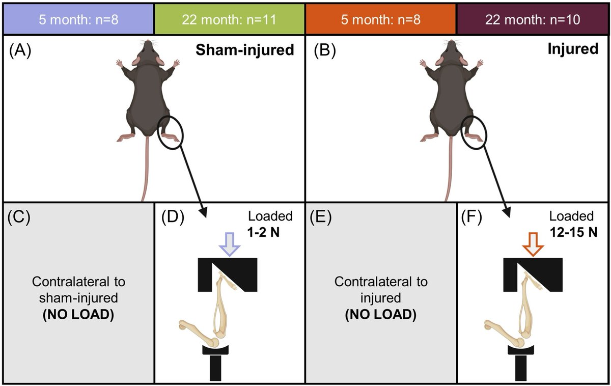 How does aging influence subchondral bone response to traumatic joint injury? New work from <a href="/HeveranChelsea/">Dr. Chelsea Heveran</a>, <a href="/ronjune2/">Ron June</a>, &amp; team show age-dependent differences after ACL injury in mice. Read here: bit.ly/4clqPXG #ORSSMC