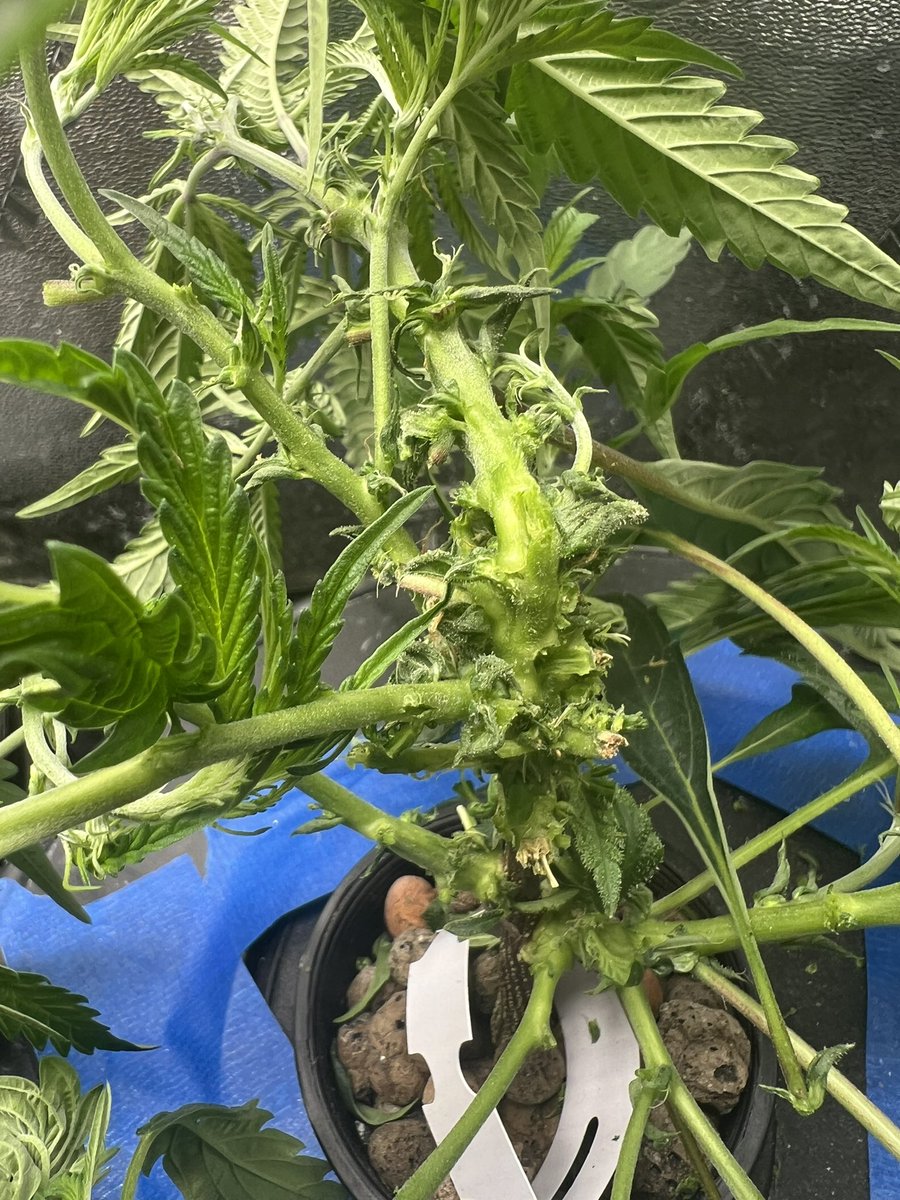 doug_hofferman's tweet photo. She’s slowly starting to look like cannabis again.. 😂 #reveg #growyourown https://t.co/sPK6SCNRoE