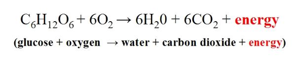 CoccolithClouds's tweet photo. `
Martians will be able to gorge on Desserts unabated.
Have your Cake &amp; eat it because the byproducts of Respiration are H2O &amp; CO2.  

Our bodies are like combustion engines, we burn food for fuel &amp; the byproducts of Combustion are H2O &amp; CO2.

Soon it'll be FLOODING on Mars!
` https://t.co/YAdCiiYhBq