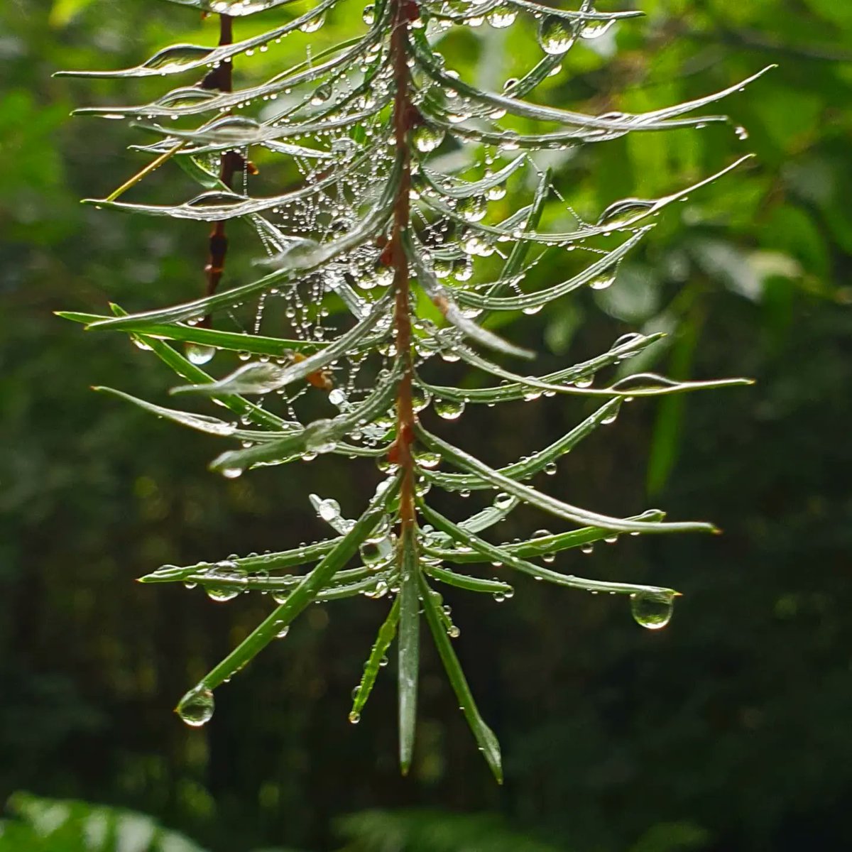 Eden Garden Services 🌱 tweet media