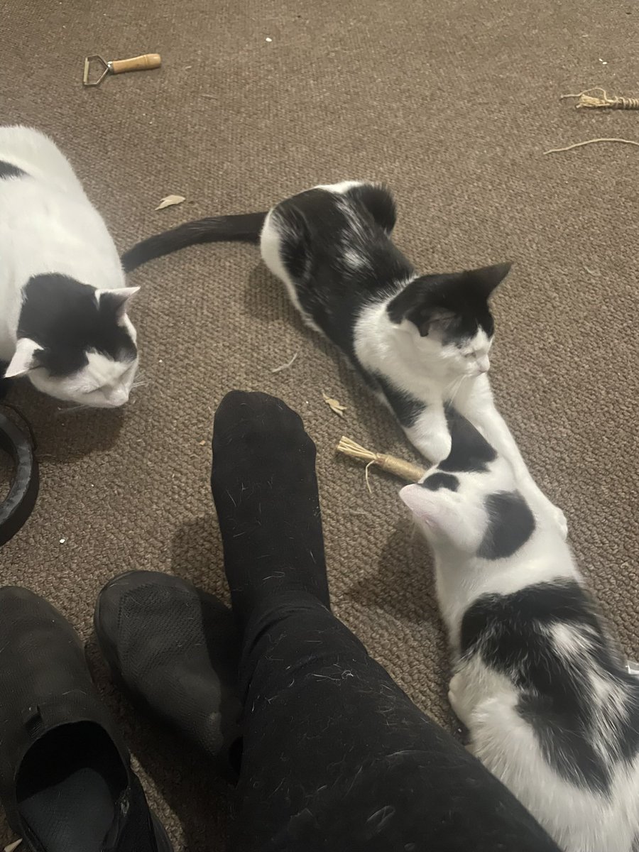 Lotus_Galaxy5's tweet photo. @lined_cats My 3 fur babies. Purrseus (m) Hecate (f) and their child Apawllo (m) 
All Greek mythology
All cat puns
All pure chaos (seconds after the little one had been attacking my foot lol) https://t.co/X6lD3OI8zU