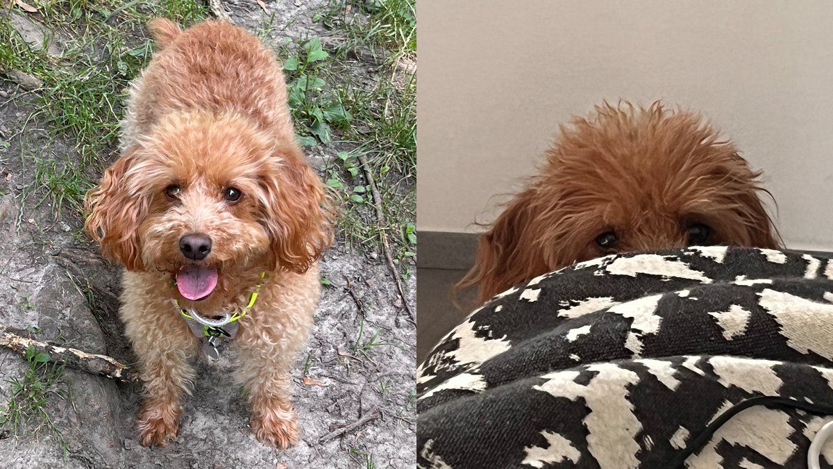 On this #WoofWednesday, let us introduce you to another of the Land &amp; Sea pups. 👋🐶

Meet Mo, the miniature Goldendoodle who's a beloved travel companion 🚂.

She doesn't wear a watch because she always knows when it's treat o'clock.⌚