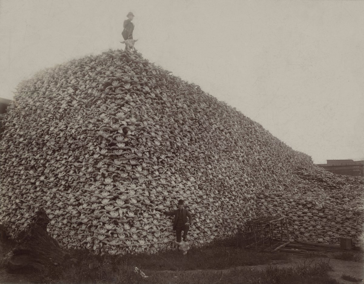A thread of haunting photos from history you've (probably) never seen before 

1. An unbelievably large pile of bison skulls, Michigan, 1892.