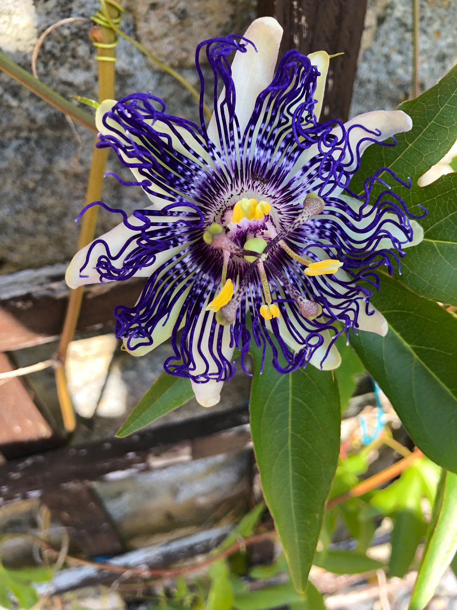 A #Passiflora we grew from seed 😍. (Female parent was ‘Fata Confetto’). #PassionFlower #Passifloraceae