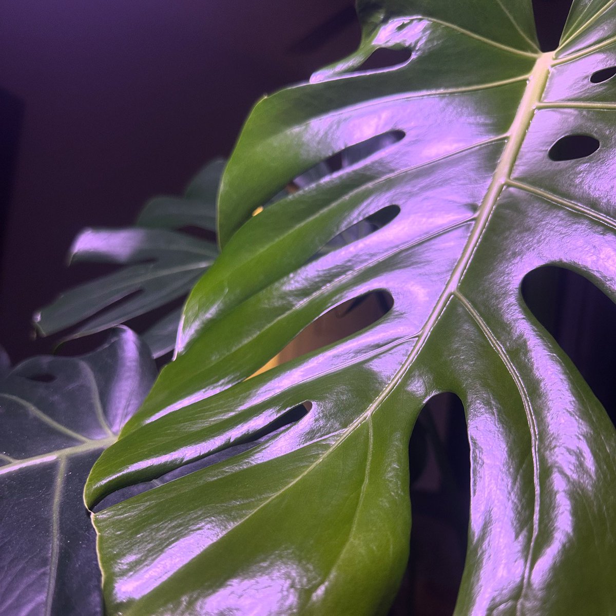 GrowWithNoot's tweet photo. New #monstera leaf is coming in around 1/4 larger than the previous. Keep your #plants going strong as we enter Fall. 🍂 
🦠 Noot’s #microbial strains send continued growth signals, larger leaves and mitigate the stress of mild temperature swings. https://t.co/s8JVcElsme