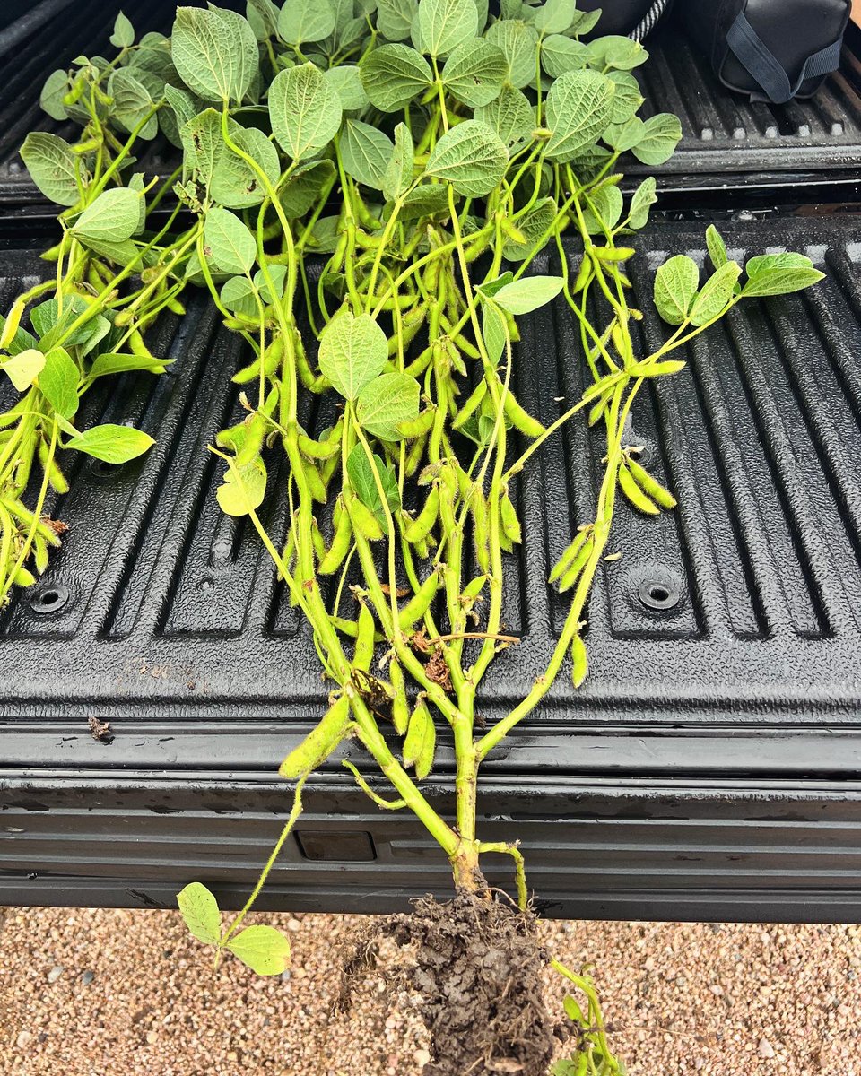 DirectEntInc's tweet photo. Big ole beans from a random pull in central Nebraska. 🌱💥🇺🇸 Titan Elite, N-Durance inoculant and Germate Plus doing work 💪

#theDEIdifference #agronomy #soybeans  #agriculture #farming #seedtreatment #seedtreater #AT500H #agtwitter @Cornfrmr https://t.co/npj5yhQSH5