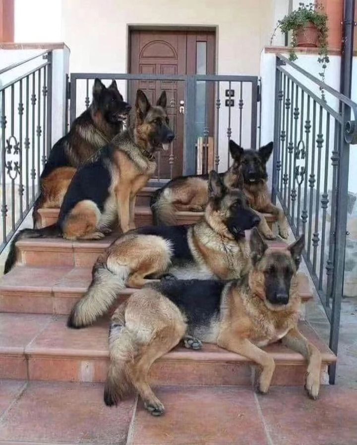 German Shepherd Lovers Community tweet media