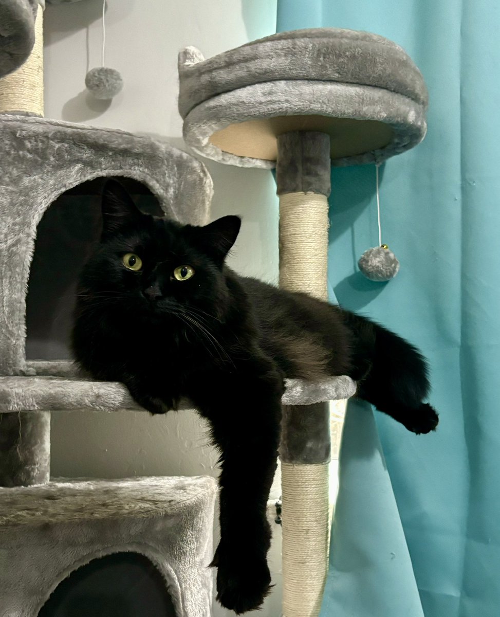 Lucy is staring me down for food. Can’t you tell she’s just wasting away!