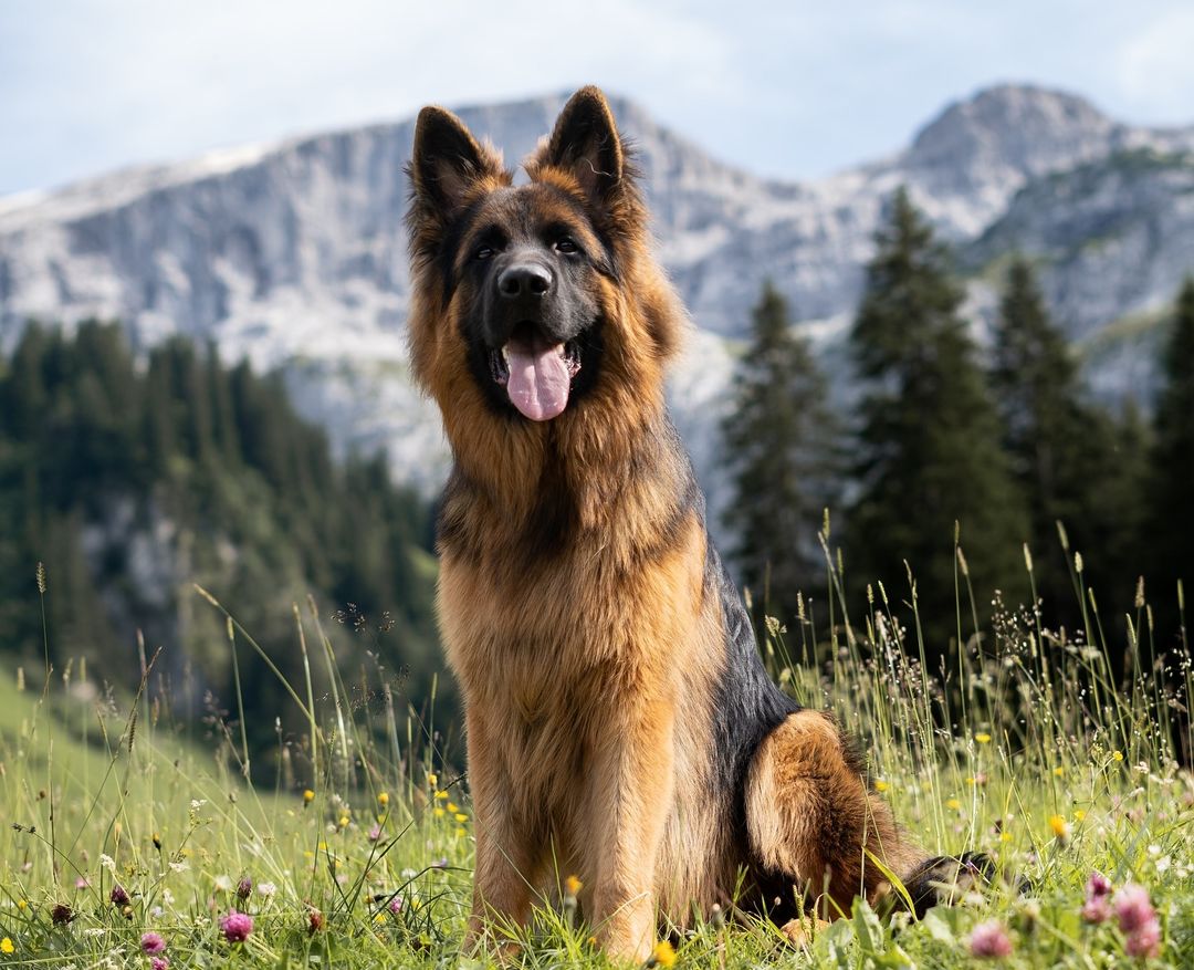 German Shepherd Lovers Community tweet media