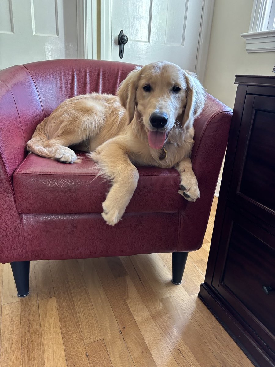 My telework team companion.  Not great at proofing or editing.    Better at break time endeavors.  #GoldenRetriever