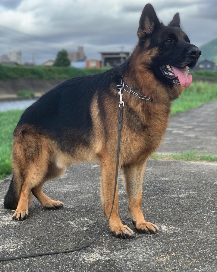 German Shepherd Lovers Community tweet media