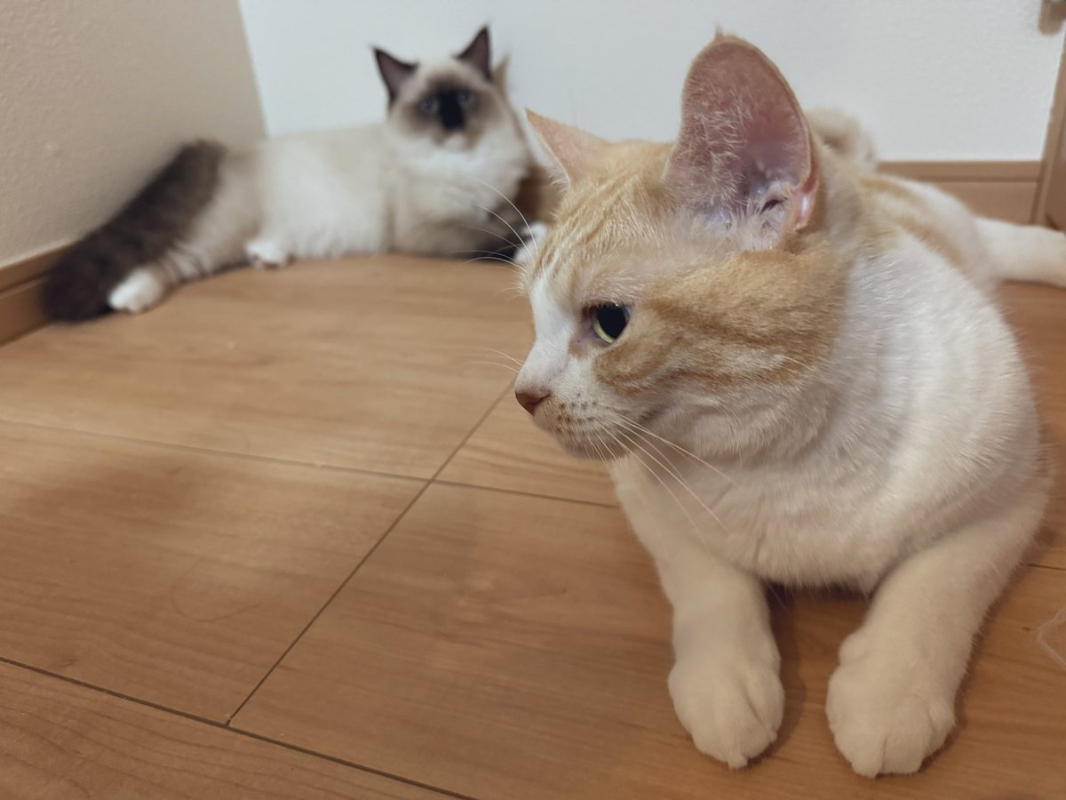 deoxymole's tweet photo. ええもん見れた。

#麗シキ
#可愛ユラ https://t.co/epoZJZUvAM