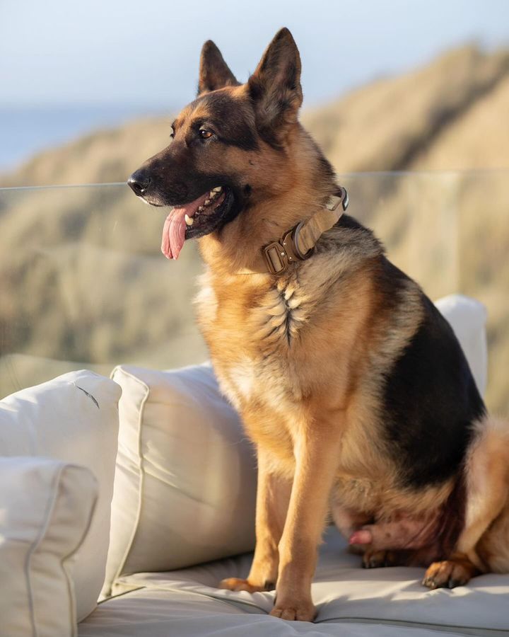 German Shepherd Lovers Community tweet media