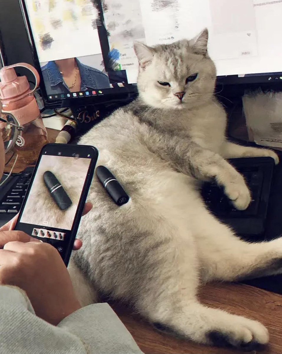 cats with jobs 🛠 (@catworkers) on Twitter photo 