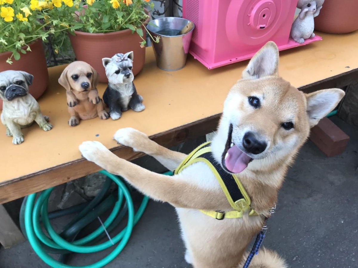 Alpha in my blood tweet media