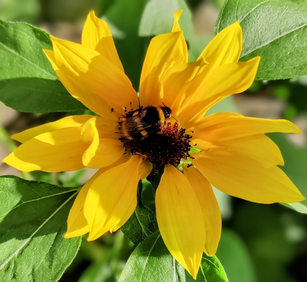 CuddleyKelly's tweet photo. Sleepy little critter in one of my teeny sunflowers π₯Ί
#DailyBee https://t.co/4LyAtYIj42