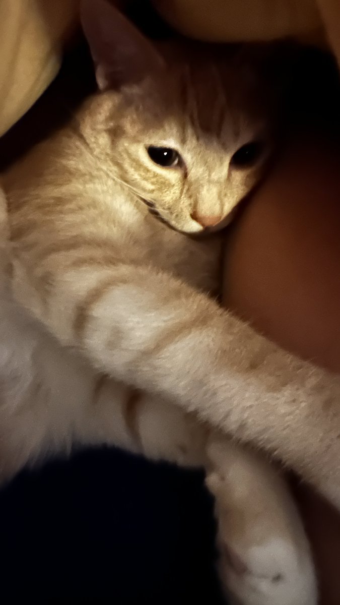 잠결에 코코 우는소리가 들려서 환청인줄알았는데..진짜로 혼자 거실에서 울고있었다. 나가서 왜 우냐고 물어봐도 대답도 안하고 씩씩거리기만 함 뭔데???
뭘 원하는지 모르겠어서 냅다 안아들고 방으로 들어오니까 고롱거리기 시작함
그냥..어리광이랑 잠투정부린듯...귀엽도다