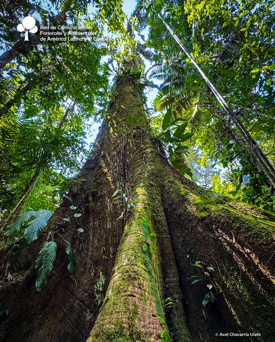 #DíadeEducaciónAmbiental
 El rápido cambio de las condiciones ambientales y la creciente demanda de los bosques, se requiere más innovación en el sector forestal.

F. doi.org/10.4060/cd1211…
Axel Chavarría 📸
#RECOFALC #Comunicación #bosque #naturaleza #sostenibilidad #ambiente