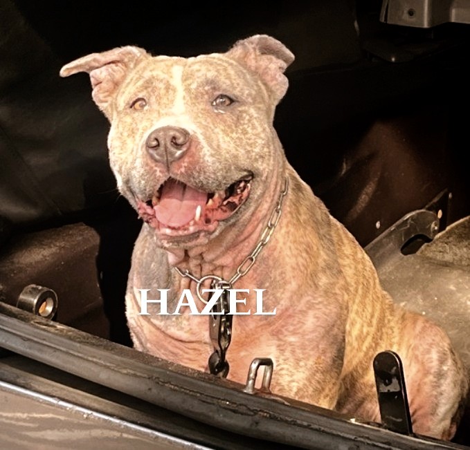HAZEL🩷   206897
#NYCACC   2 yrs 
Surrendered for skin allergies vs taking her to a vet &amp;
delivered to shelter in the trunk of a car!😡
Sweet, laid back girl💞
Shy w/strangers &amp; playful w/kids!
Housetrained⭐
Great leash walker🦮
Likes baths💦
Needs LOVE❤️
FOSTER/RESCUE #PLEDGE
