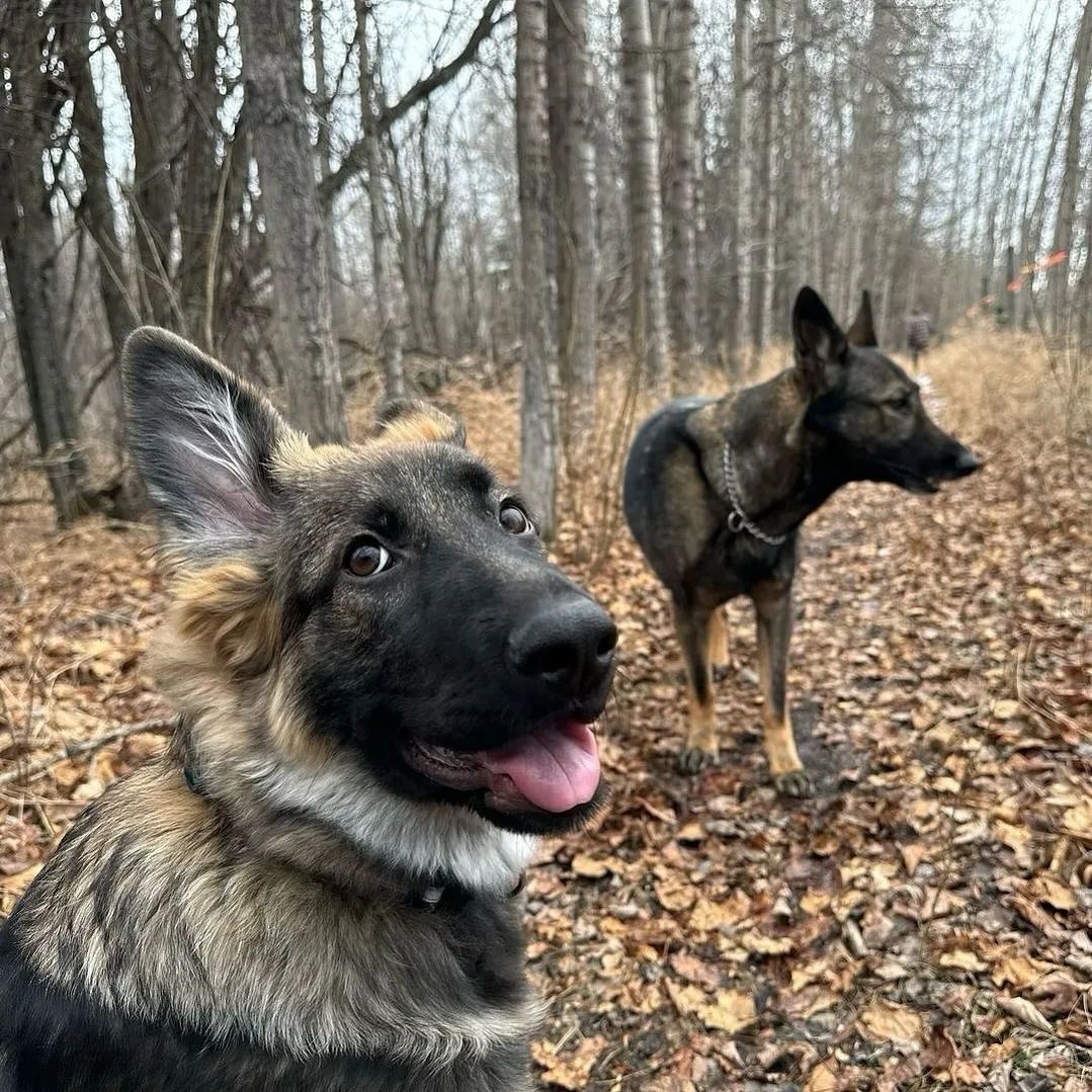 German Shepherd Lovers Community tweet media