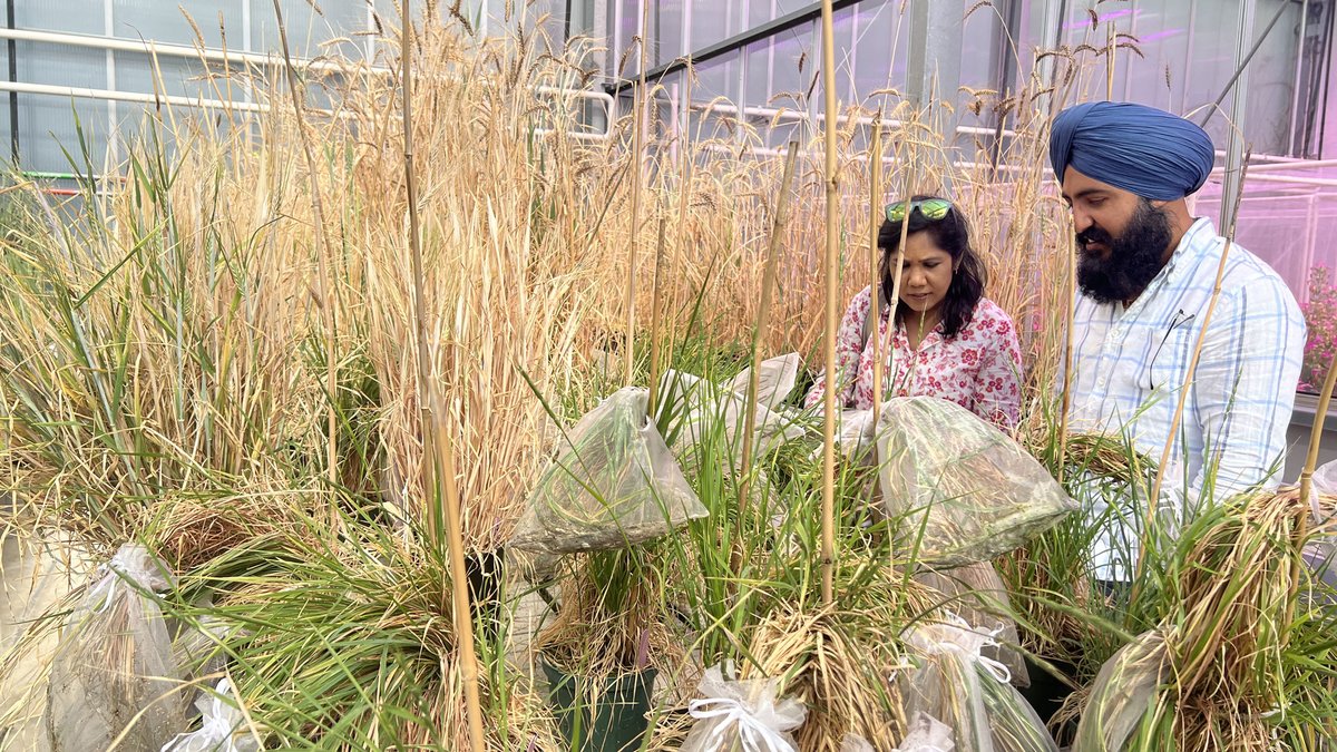UAlberta Faculty of ALES (@uofaales) on Twitter photo A collaborative study by the Open Wild Wheat Consortium (OWWC) with help from <a href="/CBL_UA/">UAlberta Cereal Breeding Lab (CBL)</a> sheds light on how bread wheat became one of the most successful crops on the planet. #UAlberta
bit.ly/3WNNjuw A collaborative study by the Open Wild Wheat Consortium (OWWC) with help from <a href="/CBL_UA/">UAlberta Cereal Breeding Lab (CBL)</a> sheds light on how bread wheat became one of the most successful crops on the planet. #UAlberta
bit.ly/3WNNjuw
