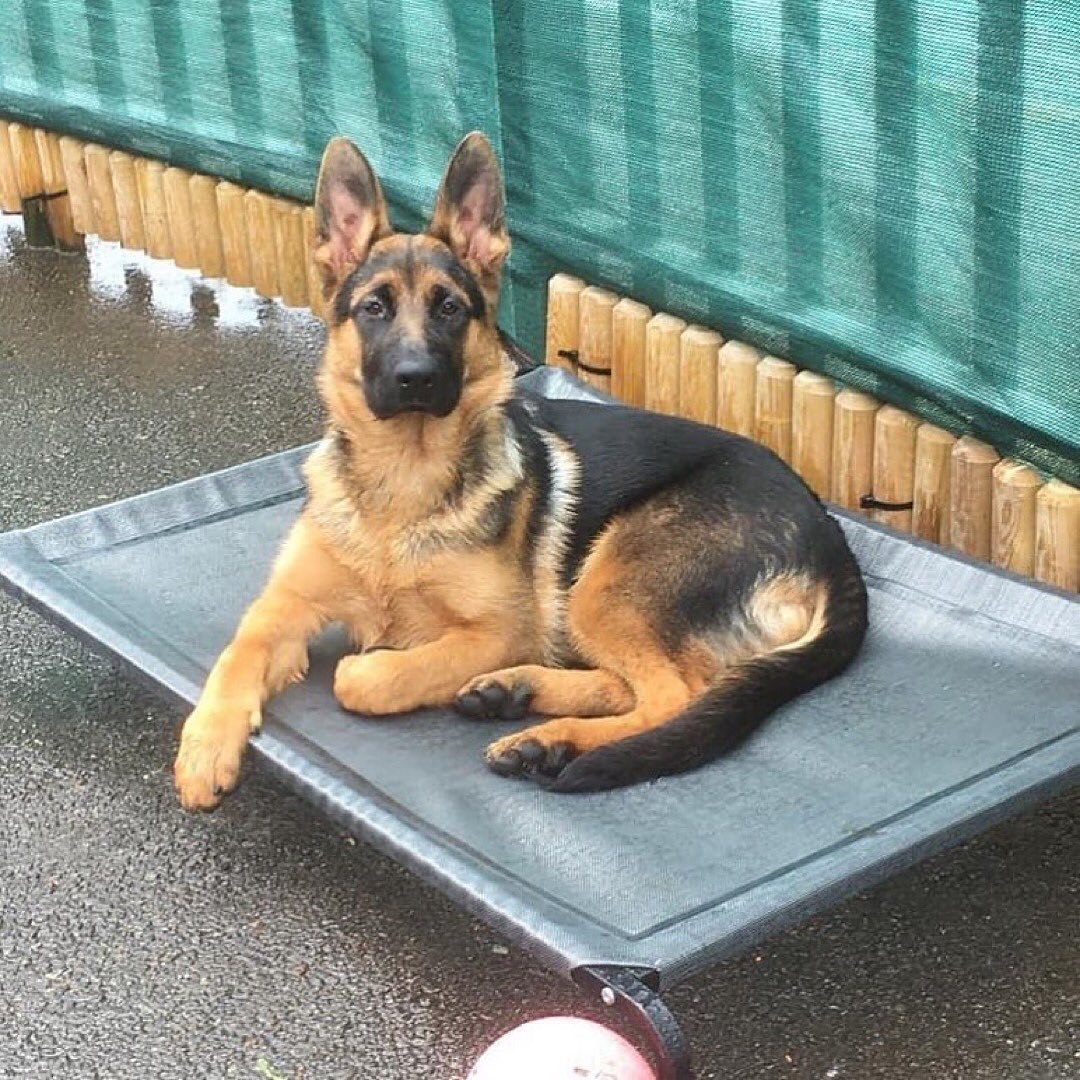 German Shepherd Lovers Community tweet media