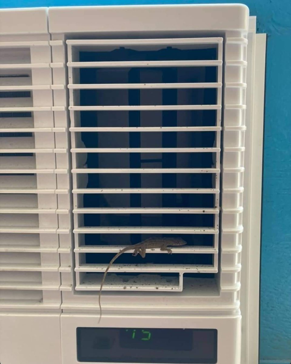 NGN504's tweet photo. Ain't no one saving 15% today. ♨️🦎♨️ #toohotoutside
#NewOrleans #NeutralNews #Neuws #Louisiana #TheSouth https://t.co/vLeBHd3mvg