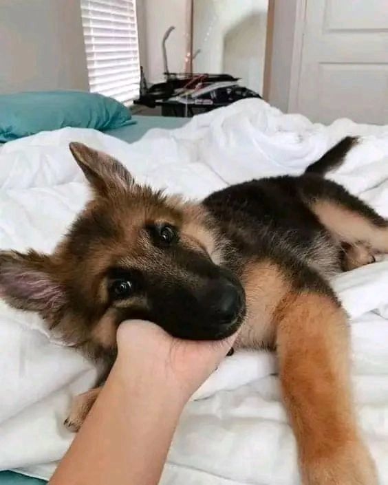 German Shepherd Lovers Community tweet media