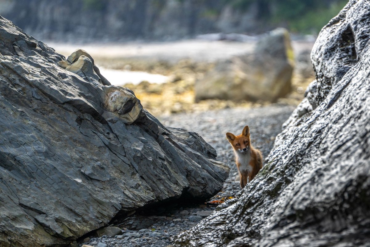 This little guy didn't get the memo that foxes are supposed to be sly not curious. Maybe wild animals don't conform to human impressions though 🦊

Red foxes range all over the continental US and north into Canada and Alaska. Do you see red foxes in your area? 

NPS Photo/L. Law