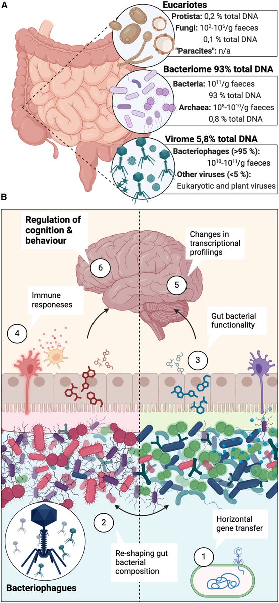 Cell Host & Microbe (@cellhostmicrobe) on Twitter photo Unlocking the mind-gut connection: Impact of human microbiome on cognition. Fernández-Real & Co <a href="/univgirona/">Universitat de Girona</a> examine interactions between gut microbiome & cognition in humans as well as potential means to improve impaired cognition via microbiome changes cell.com/cell-host-micr… Unlocking the mind-gut connection: Impact of human microbiome on cognition. Fernández-Real & Co <a href="/univgirona/">Universitat de Girona</a> examine interactions between gut microbiome & cognition in humans as well as potential means to improve impaired cognition via microbiome changes cell.com/cell-host-micr…