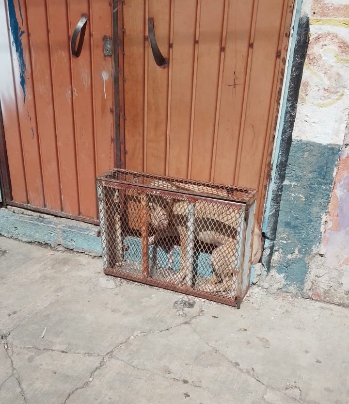 LicAnimalista's tweet image. Atención @FiscaliaPuebla @IBAGobPue exigimos castigo para esté criminal, no foll se trata de rescatar si no se debe aplicar castigo legal a los maltratadores