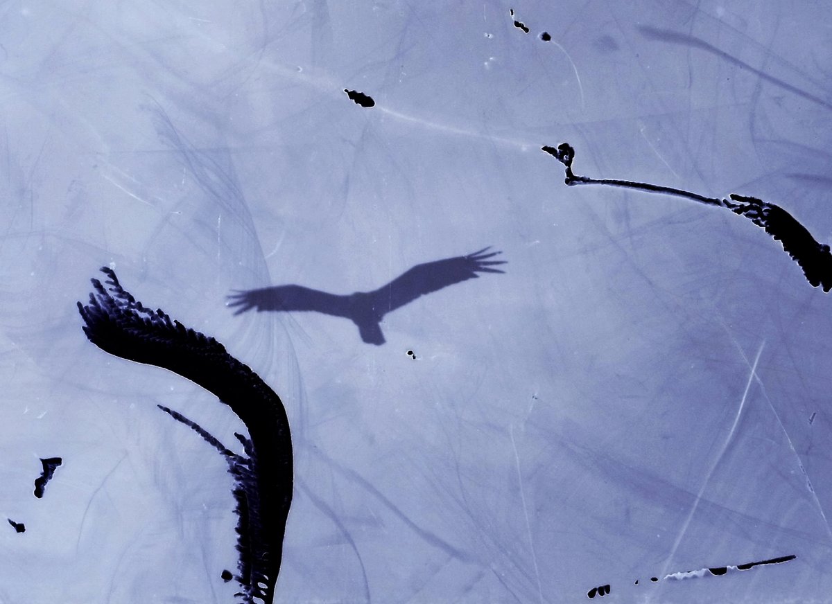 canyoncinema's tweet image. Canyon Cinema is pleased to announce the acquisition of four recent handmade films by longtime artist member Philip Hoffman.

Info: canyoncinema.com/2024/08/14/now…

Stay tuned for details about a Canyon Cinema Salon with Hoffman this September!